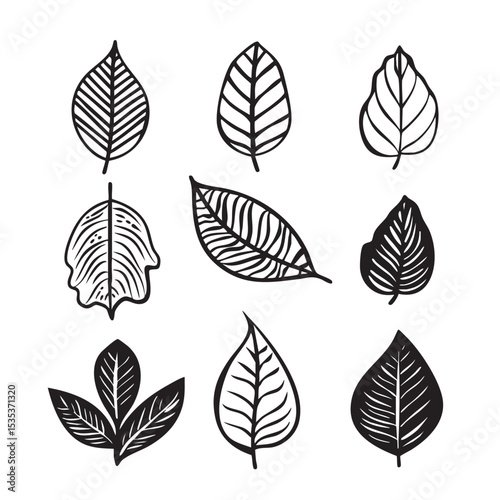 Leaves collection illustration