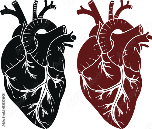 Detailed anatomical human heart illustration for medical or science use