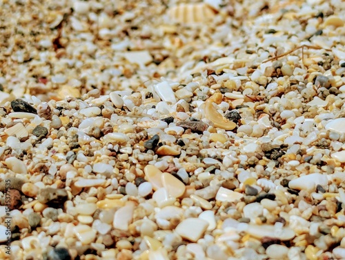 Close up picture of seashells on the beach