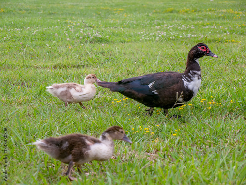 A musky duck with small ducklings in a green meadow. Domestic musk duck with red and pink corals on a summer day at the farm