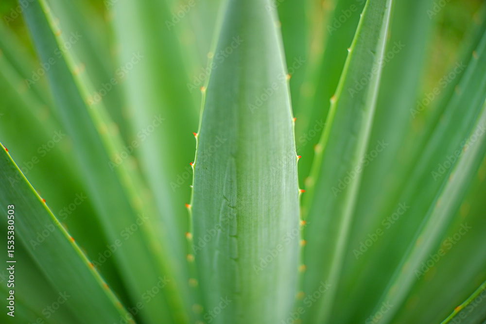 Fototapeta premium Close up of Agave plants in the garden making tequila industry tequila concept. Detailed close up of vibrant green agave plants leaves, showcasing their unique spiky textures and natural patterns