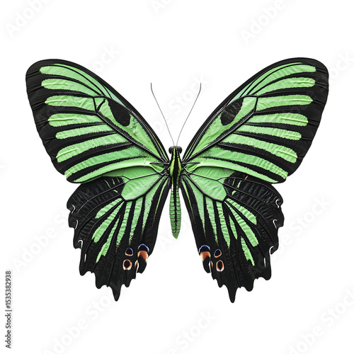 Nature's beauty butterfly close-up