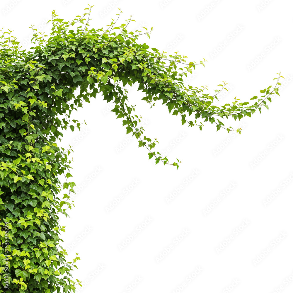 Fototapeta premium Lush green ivy vine isolated on transparent background