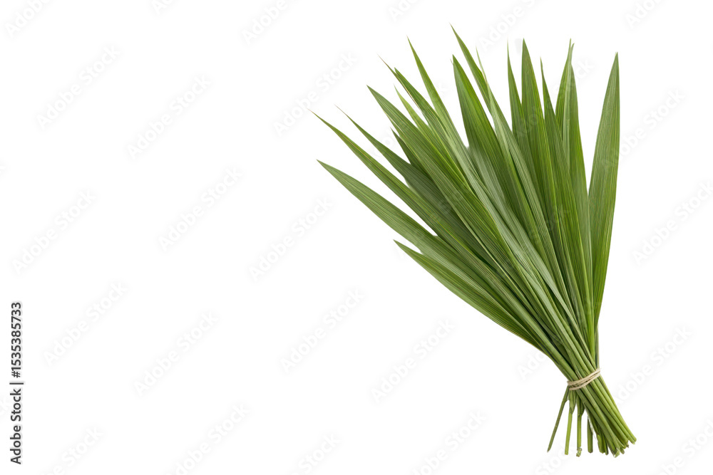 Obraz premium Fresh Green Grass Bundle: A neatly bound bundle of vibrant green grass blades, a visual representation of natural beauty and freshness. It's an image that evokes feelings of simplicity, serenity.
