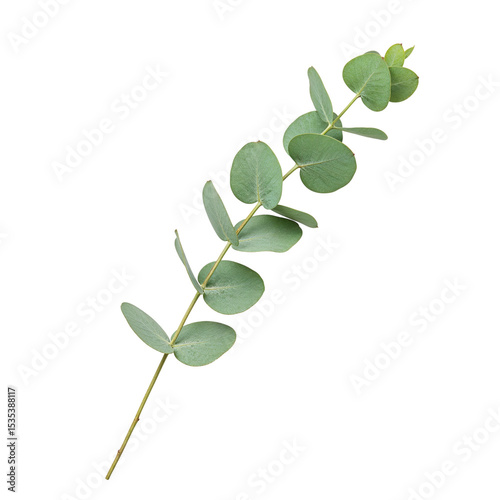 Eucalyptus branch with green leaves isolated on transparent background