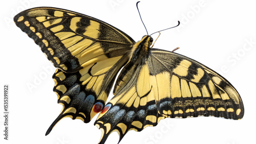 Butterflie, isolated transparent background