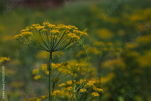 Umbrellas of dill in the garden. Growing dill in the garden