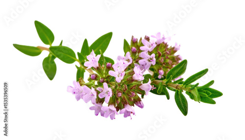 Thyme branch with pink flowers on black