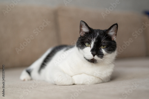 Black And White Cat Relaxing Comfortably On A Couch In A Cozy Home Environment