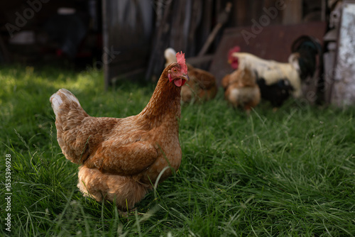 Free Range Hens Foraging in a Lush Backyard Eco Farm at Dusk