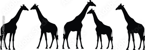 Five giraffes walking silhouette, black vector illustration, African wildlife animal, giraffe herd design, safari theme art, wild nature background
