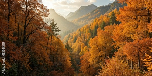 Majestic Autumn Woods - High Trees & Atmosphere