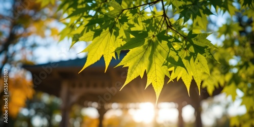 Maple Foliage Backlit by Sunlight, Park Setting