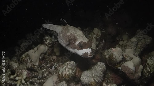 A black-spotted pufferfish (Arothron nigropunctatus) swims close to the sandy bottom of the Red Sea, showing its distinctive markings. This species is known to carry a powerful neurotoxin. 