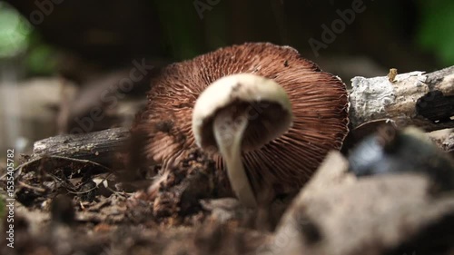 Agaricus campestris field mushroom growing in grassy meadow, edible wild fungus with white cap and pink gills, natural habitat, organic foraging scene