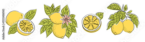 Hand drawn lemon set with whole, half, and sliced fruits, leaves, and flowers. Colored citrus illustration isolated on transparent background. Perfect for packaging, kitchen prints, botanical design.
