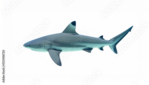 Blacktip Reef Shark isolated on white background photo