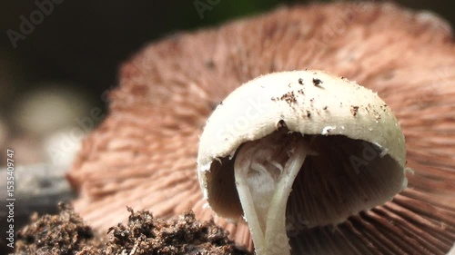 Agaricus campestris field mushroom growing in grassy meadow, edible wild fungus with white cap and pink gills, natural habitat, organic foraging scene