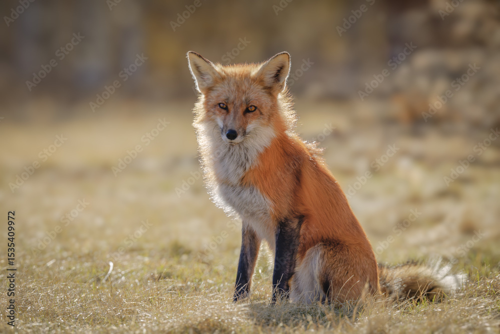Fototapeta premium Red fox standing against a warm background 
