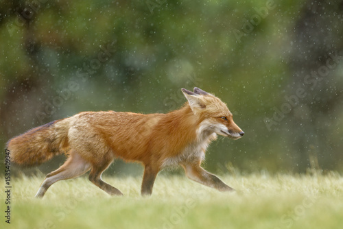 Red fox walking under the rain against a green background