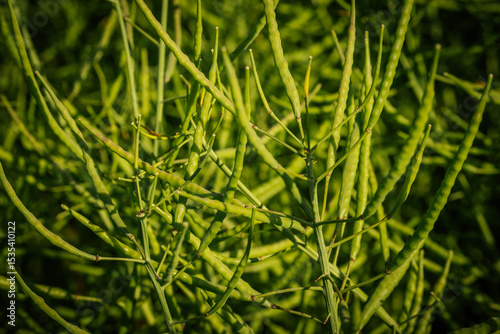 Quadro su tela A close view of a rapeseed crop with numerous green seed pods growing upright in dense foliage under strong natural sunlight