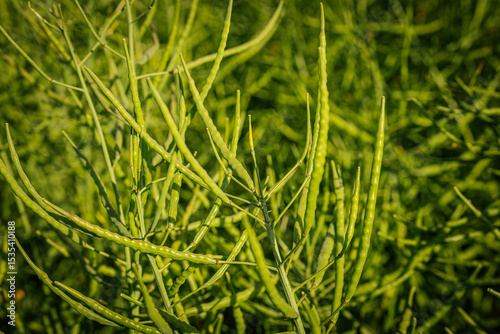 Carta da parati A close view of a rapeseed crop with numerous green seed pods growing upright in dense foliage under strong natural sunlight