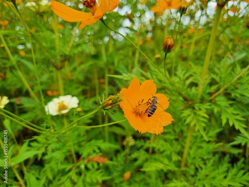 Bees are pollinating and collecting nectar on sulfur cosmos flowers.