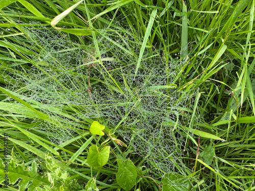 wet  cobwebs in the middle of the green grass with water drops