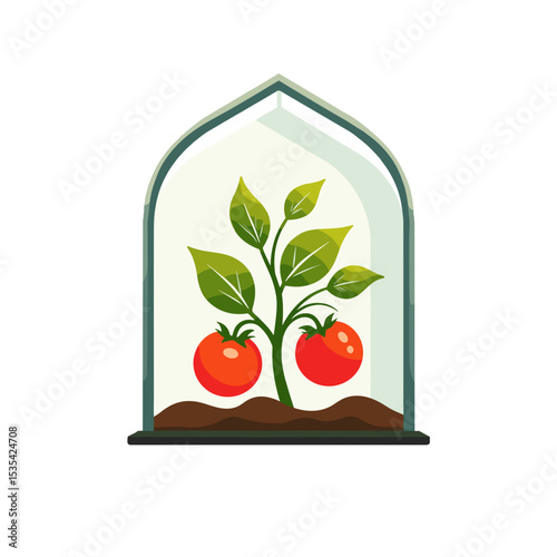 Tomato plant in greenhouse vector illustration, agricultural growth