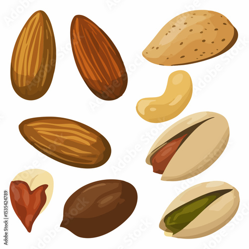 Assorted Nuts IllustrationVector