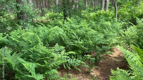 an island path through the dunes on the island of Schiermonnikoog
