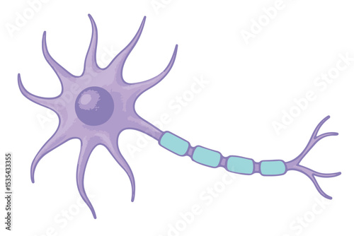 purple lavender neuron cell with branching axon, anatomy illustration of nervous system structure, brain, and nerve cell anatomy icon set