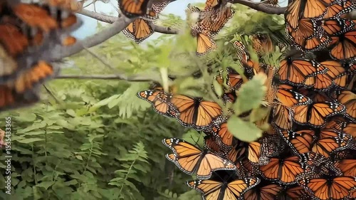 A massive swarm of monarch butterflies congregates on tree branches during their migration