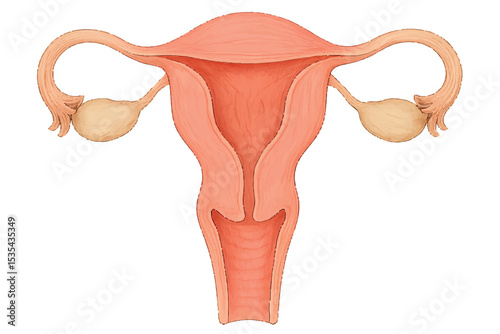 Detailed anatomical illustration of the female reproductive system, showing the uterus and ovaries, a crucial part of the human anatomy icon set