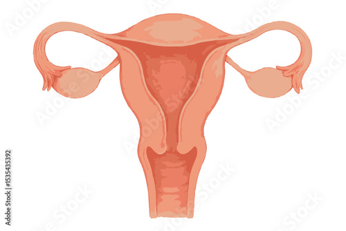 Artistic rendering of the female reproductive organs, focusing on the uterus and ovaries, captured in a clean, detailed diagram for educational purposes icon set