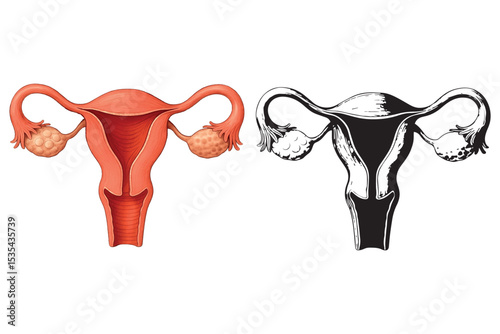 female reproductive organs with healthy uterus and ovaries, medical anatomy art for educational purposes, human body, fertility icon set