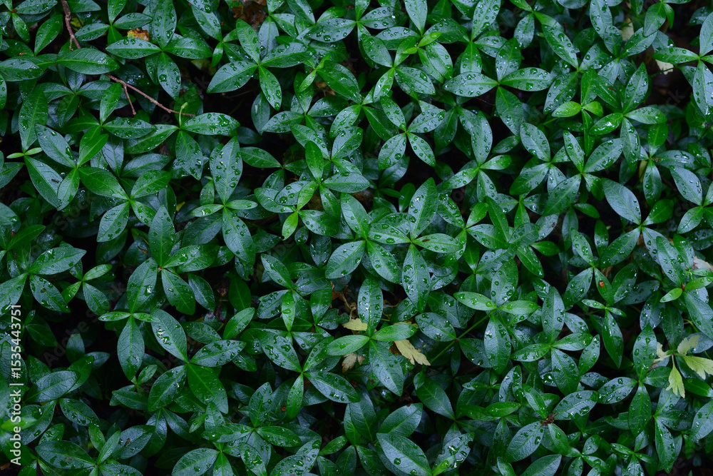 Fototapeta premium Fresh green leaves after rain