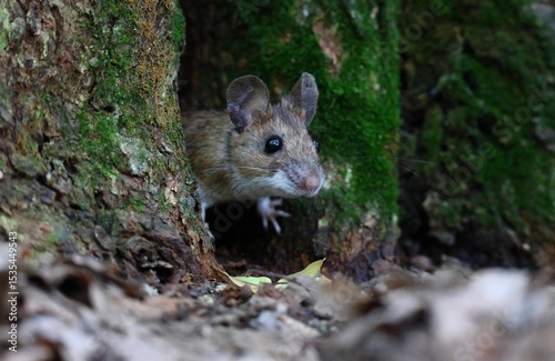 Close-up tiny wood mouse (Apodemus sylvaticus) coming outside of a tiny burrow inside of a tree on the ground, peeking curiously outside.