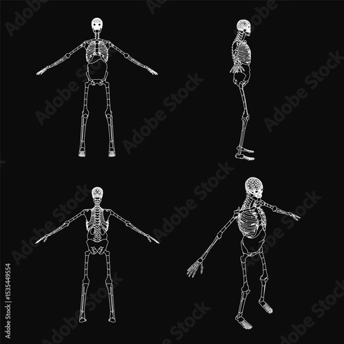 Four human skeletons stand in a line on a black background, each in a unique upright pose. The white bones contrast sharply against the dark backdrop, highlighting anatomical details.