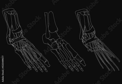 Three detailed black and white human foots drawn with intricate textures, bones, and joints against a dark background. Each foot has a unique shape, emphasizing anatomical precision and artistic.