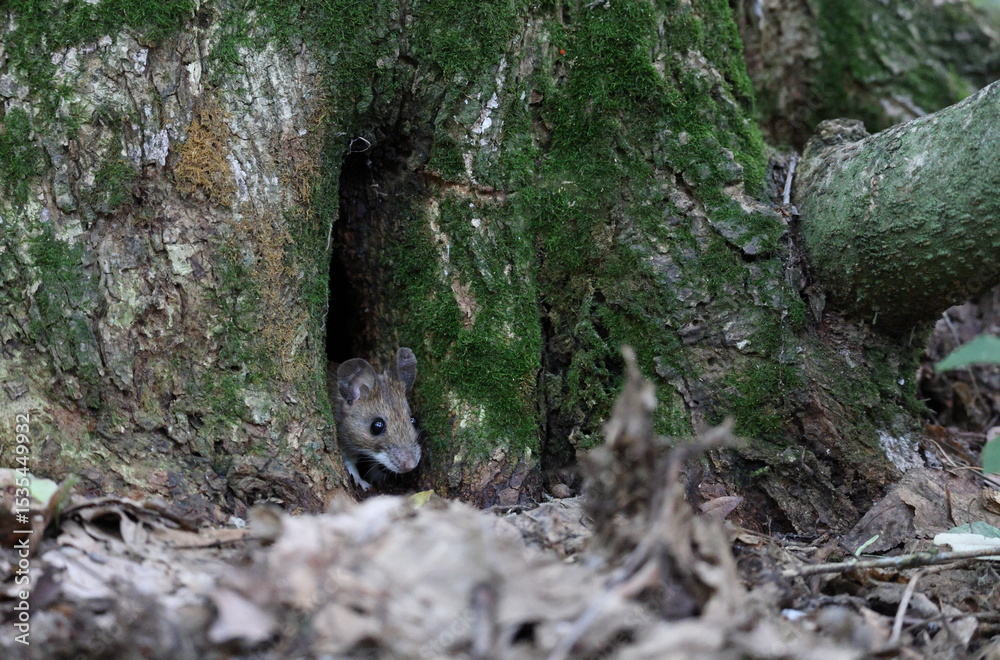 Naklejka premium Close-up tiny wood mouse (Apodemus sylvaticus) coming outside of a tiny burrow inside of a tree on the ground, peeking curiously outside.