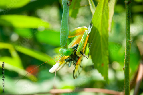 A praying mantis ambushes and captures an unsuspecting butterfly.