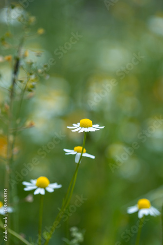 Fototapeta Naklejka Na Ścianę i Meble -  landscape field with blooming daisies close up, summer bright flower meadow