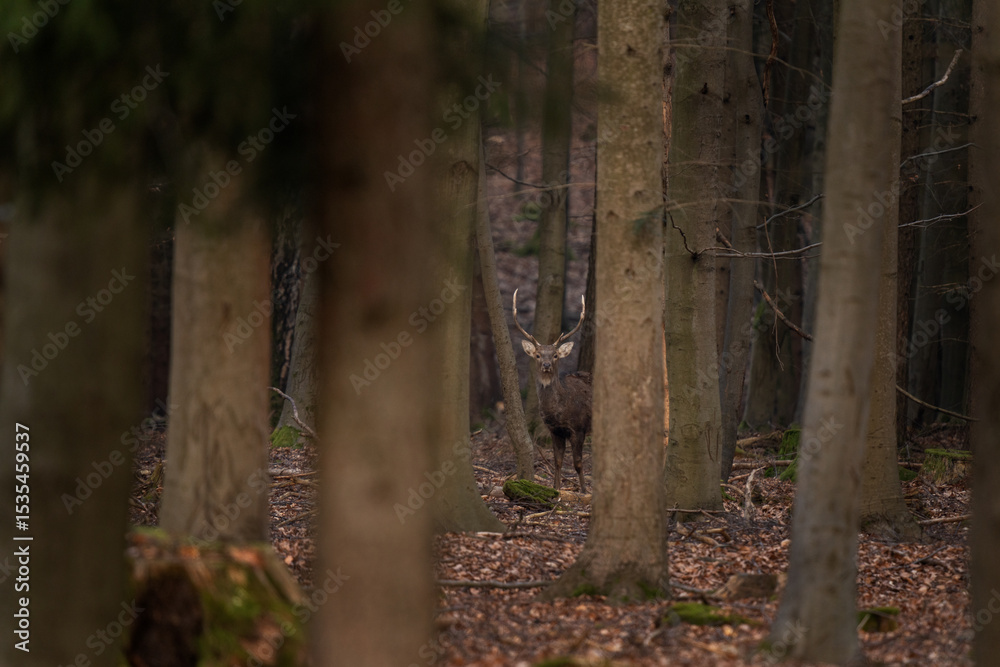 Obraz premium A sika deer stands alone in the middle of the forest. A male deer during spring in the forest. Deer standing in fallen leaves.