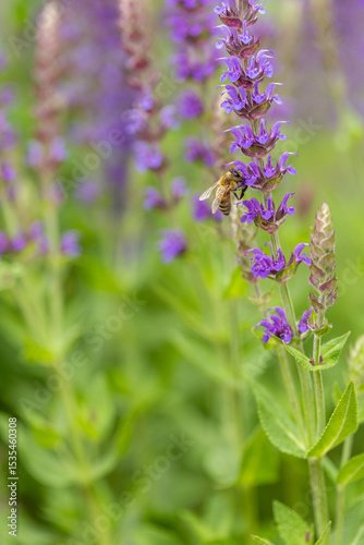 bright vertical photo of sage, beautiful purple blooming honey flowers of sage