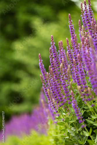 bright vertical photo of sage, beautiful purple blooming honey flowers of sage