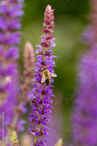 bright vertical photo of sage, beautiful purple blooming honey flowers of sage