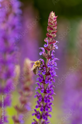 bright vertical photo of sage, beautiful purple blooming honey flowers of sage