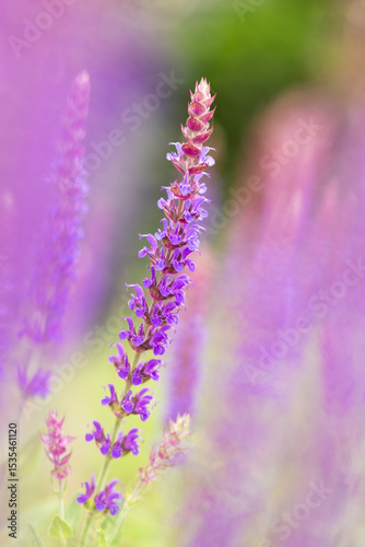 bright vertical photo of sage, beautiful purple blooming honey flowers of sage