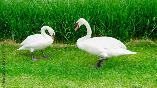 Elegant swan grazing in a fresh green park full of sunlight and peace
